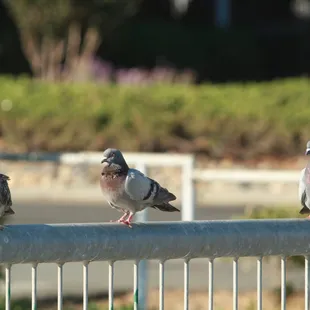 VTown Pigeons