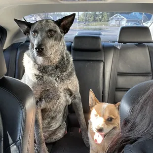 two dogs sitting in the back seat of a car