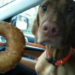 Otto agrees, these mini donuts are crack!