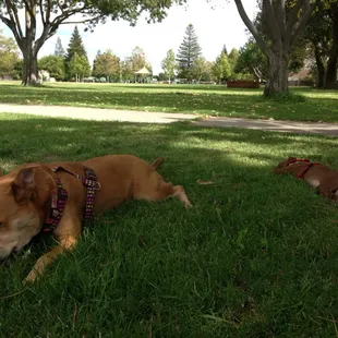 The girls chillin at Valley Hi Park after their walk...lol