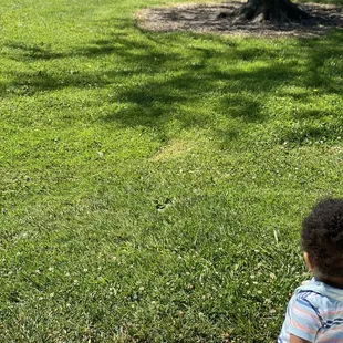 Watching the squirrel