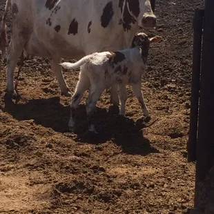 Pearl's baby comes.  She's a beauty and Joe the Farmer had one of the members kids name her.
