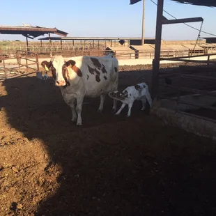 Freckles is nursing after a hard breech birth.  Excellent work Farmer Joe.
