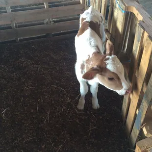 Freckles is growing up.  Cute and friendly