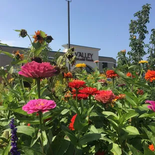 Flowers blooming during the summer at Valley Natural Foods.