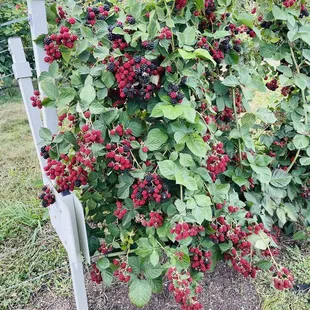 All of the red berries will eventually ripen for even more picking availability!