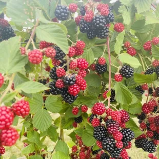 a cluster of blackberries growing on a tree