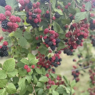 a cluster of blackberries hanging from a tree