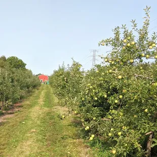 apple trees and a barn in the background