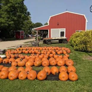 a field of pumpkins in front of a barn