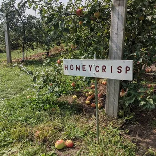 a sign for honeycrisp