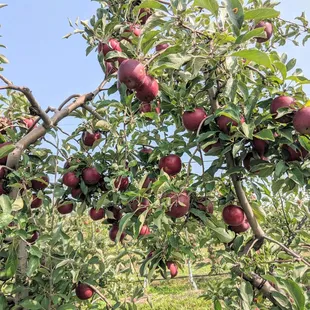 apples growing on a tree