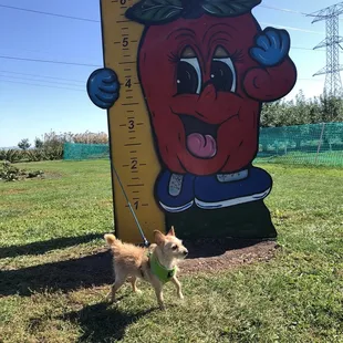 a dog standing next to a giant apple