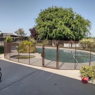 After losing two Chihuahuas, we fenced in the pool and the dogs are safe as they return to dominate the backyard!