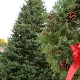 Douglas fir Valley Christmas Trees