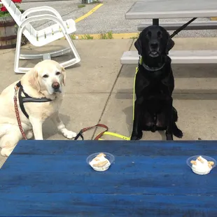 Valley Villa is Open!  Here are my boys getting birthday pup cups earlier today. 7/20/2018