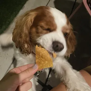 Tortilla Chips
