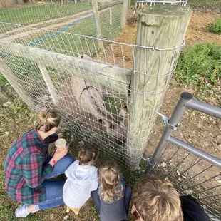 They loved feeding the donkey grass