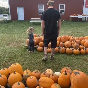 Wide variety of pumpkins. Shapes- color- size