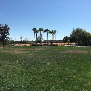 View of palm trees at Stock Ranch Road roundabout