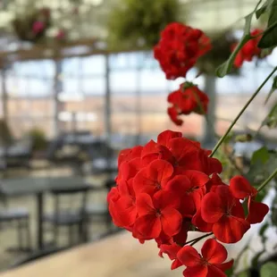 Flowers on the Wine Garden