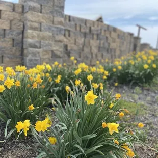 Flowers in the gardens