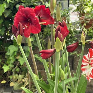 Beautiful amaryllis flowers that are the owner&apos;s pride and joy.