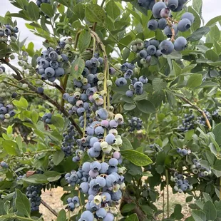 Blueberries growing