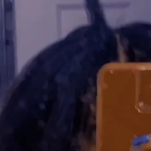 Hair missing all over my head