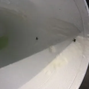 Bugs at the bottom of my snoball