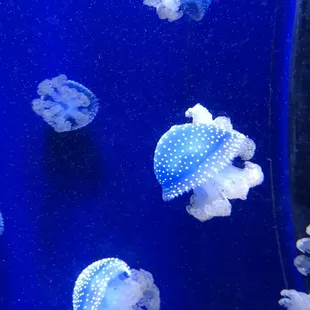 Medusas