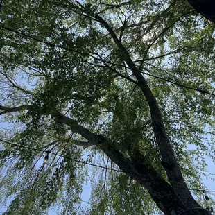 River birch (?) growing out of the center of the deck providing perfectly speckled sunlight