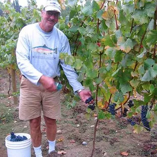 a man picking grapes