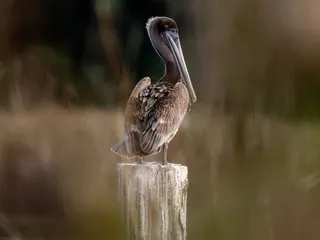 Liuzza's Restaurant & Bar