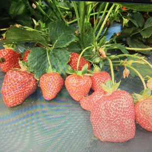 The most beautiful strawberries and they taste even better