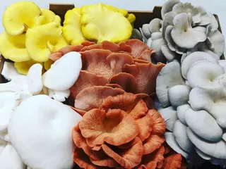 The Tidewater Mushroom