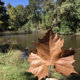 a hand holding a leaf