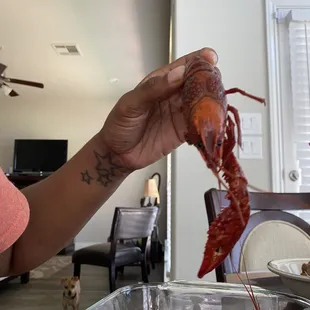 a person holding a lobster