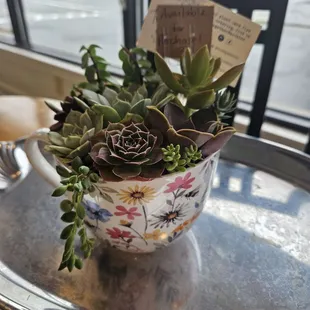 Cute succulent plants on tables for sale