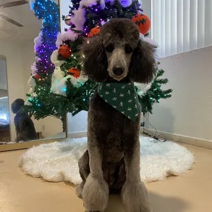 Standard poodle