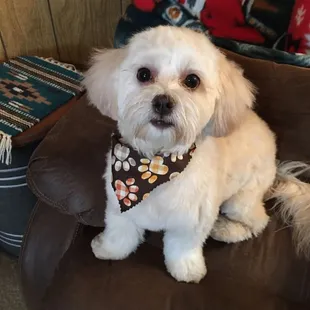 Susie Q's 2nd  grooming with Jessica!!! She really knows how to bring out my beauty