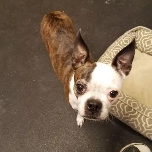 My Paige baby is very shy and is very happy to come to Velvet Bow for her spa day!