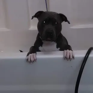 Bath time for my big baby. #DontBullyMyBreed