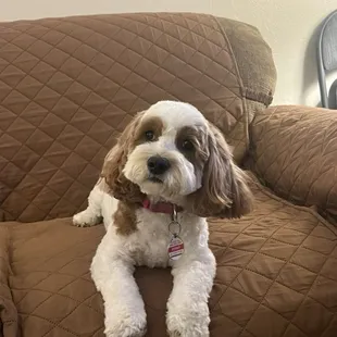 This is Penny she just had a spa day. They did a really good job!