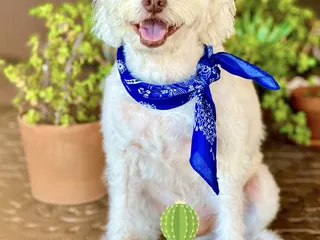 Jackie's K9 Korral Pet Salon