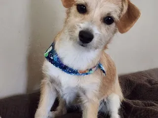 Old Town Horse & Pet