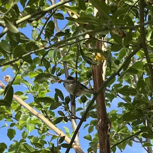 Birds that joined us as we ate our food