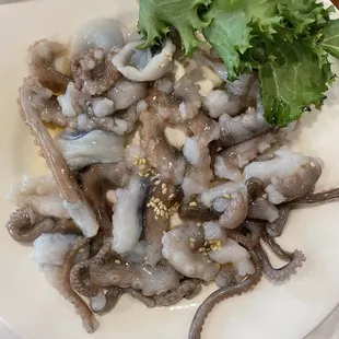 Live Octopus