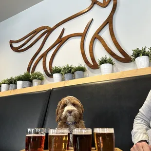 a dog sitting at a table with beer glasses