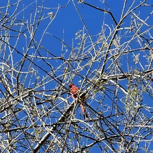 Lots of cardinals!